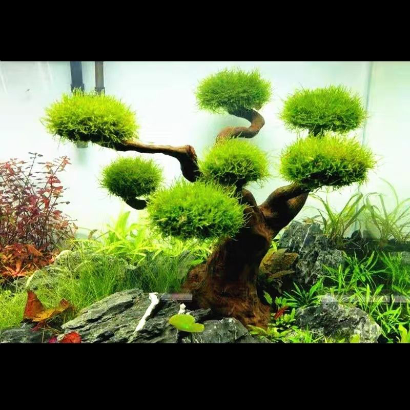 Aquarium Plant Root Tabs - Bể Cá Cảnh Rêu Cây Gỗ