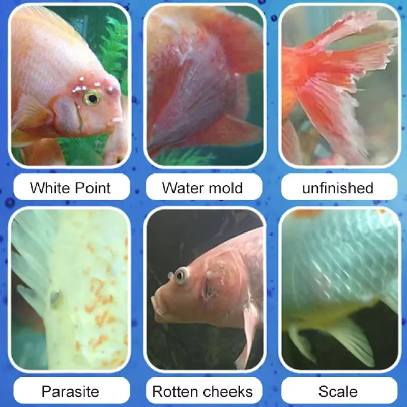 SIKEZHAN Fish Disease Treatmen - đánh giá và giá Aquarium Plant Root Tabs