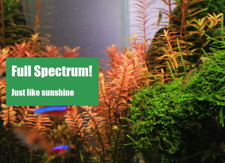 Chihiros C Series ADA Style Pl - đánh giá và giá Aquarium Plant Growing