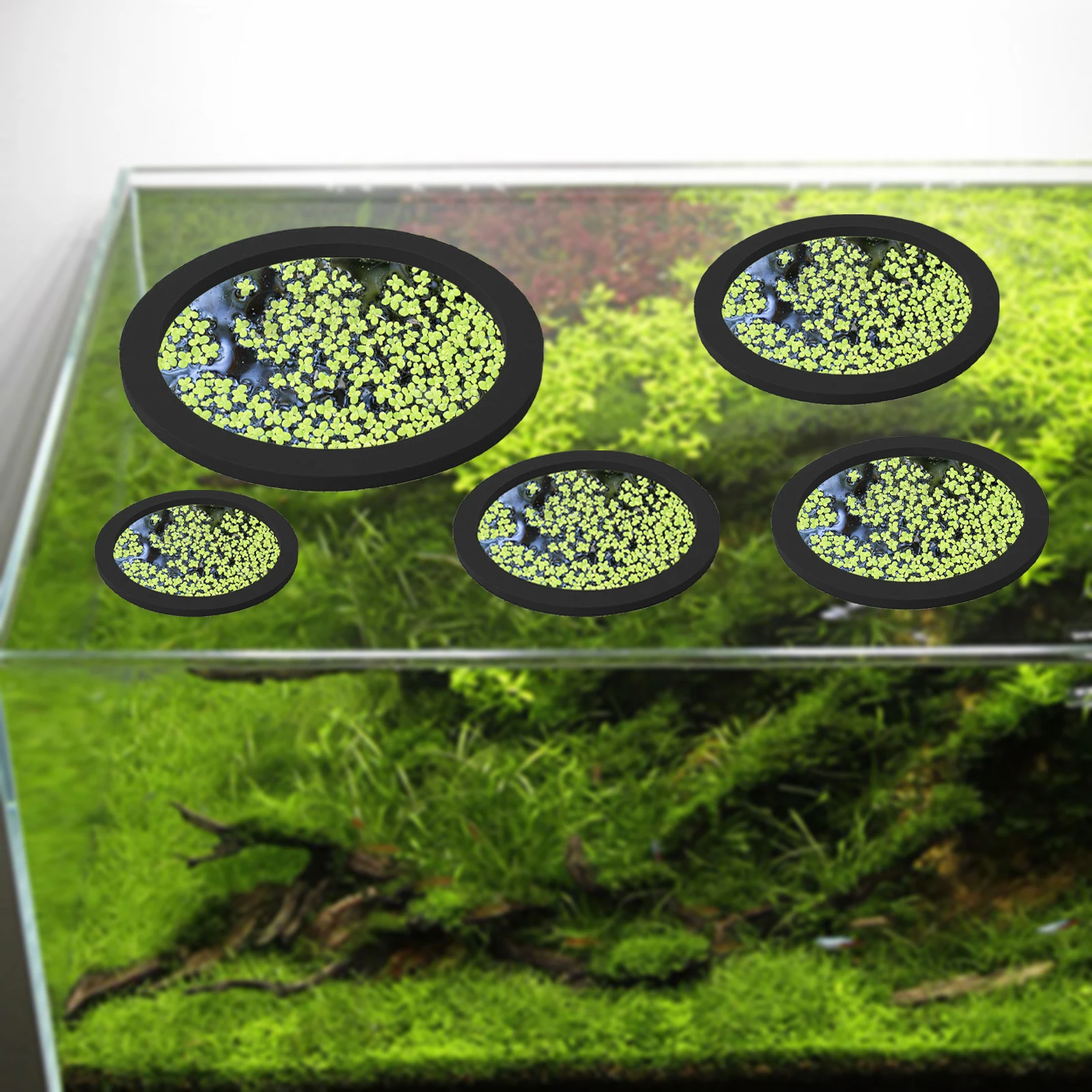 5Pcs EVA Fish Feeding Ring Aqu - đánh giá và giá Aquarium Planted Fish
