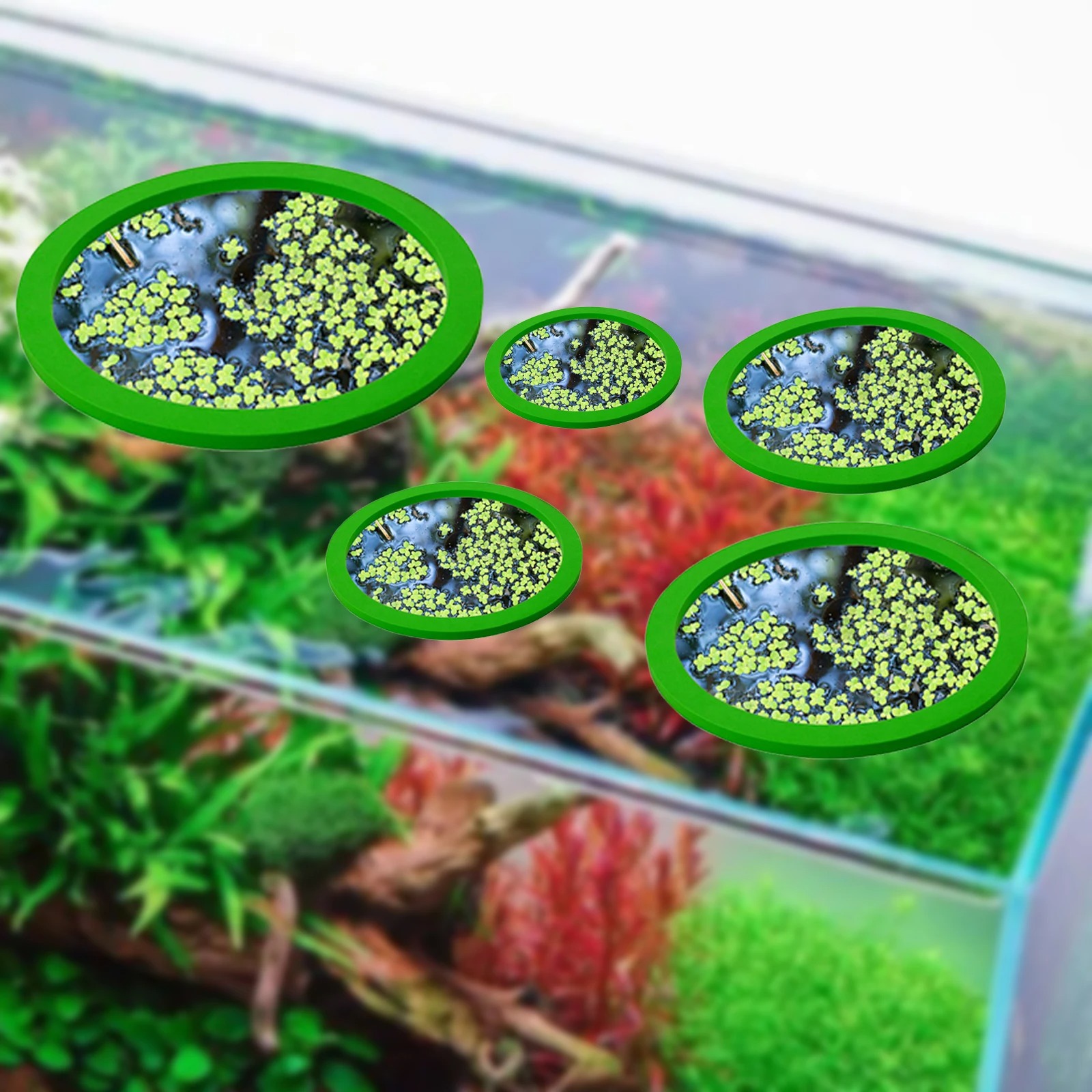 5Pcs EVA Fish Feeding Ring Aqu - đánh giá và giá Aquarium Planted Fish