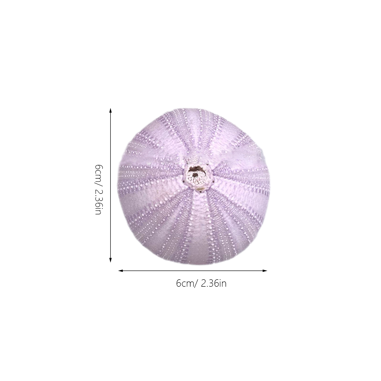 6Pcs Sea Urchin Shell Decor Na - đánh giá và giá Aquarium Planted Fish