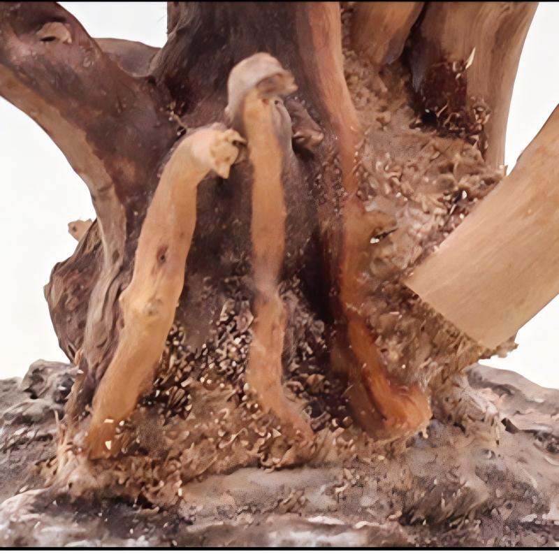 1 Bể Cá Cảnh Quan Gỗ Đồ Trang  - đánh giá và giá Aquarium Plant Root Tabs