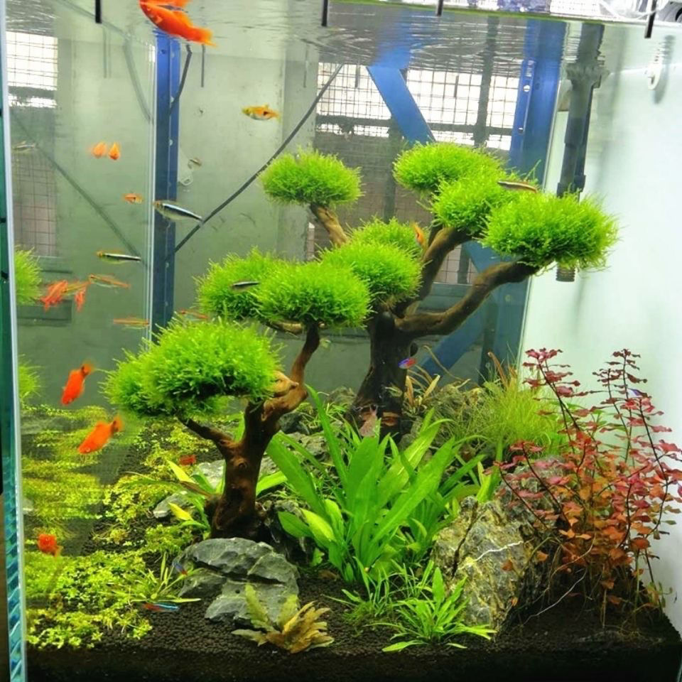 Bể Cá Cảnh Rêu Cây Gỗ Trôi Cá  - đánh giá và giá Aquarium Plant Root Tabs